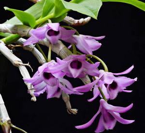 Dendrobium parishii