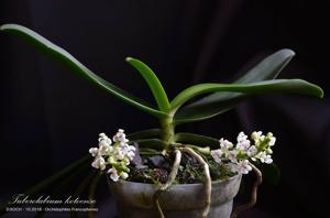 Tuberolabium kotoense