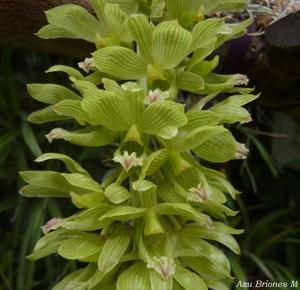 Clowesia thylaciochila