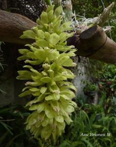 Clowesia thylaciochila