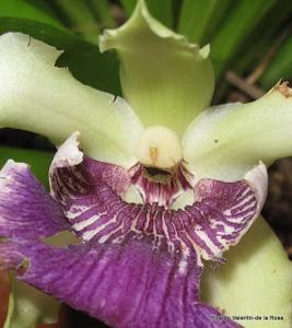 Cochleanthes flabelliformis