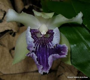 Cochleanthes flabelliformis