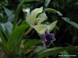 Cochleanthes flabelliformis