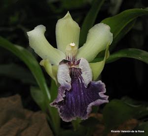 Cochleanthes flabelliformis