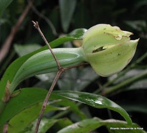 Cochleanthes flabelliformis