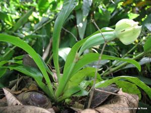 Cochleanthes flabelliformis