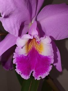 Cattleya labiata