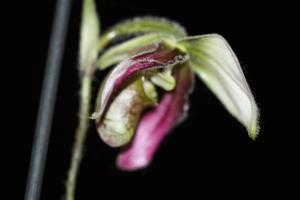 Paphiopedilum ayubianum