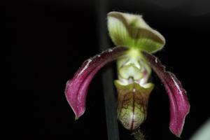 Paphiopedilum ayubianum