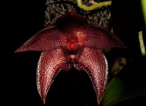 Bulbophyllum elevatopunctatum