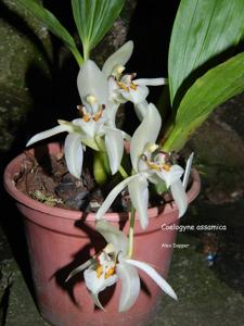 Coelogyne assamica