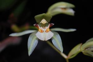 Coelogyne assamica