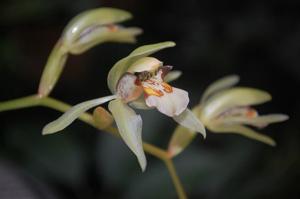 Coelogyne assamica