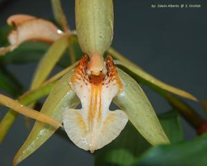 Coelogyne assamica