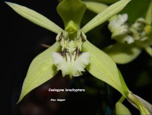 Coelogyne brachyptera