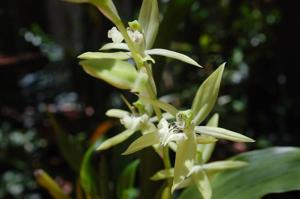 Coelogyne brachyptera