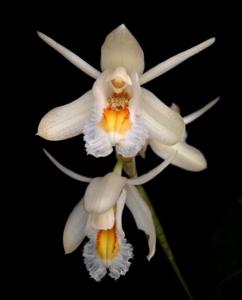 Coelogyne calcicola