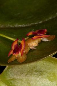Lepanthes rutrum