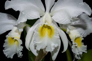 Cattleya trianae