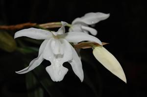 Coelogyne cristata