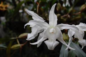 Coelogyne cristata