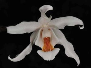 Coelogyne cristata