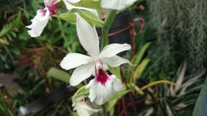 Calanthe vestita