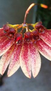 Bulbophyllum lepidum