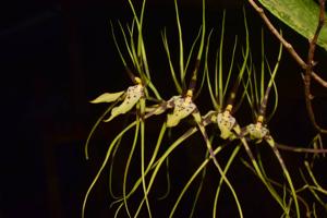 Brassia arcuigera