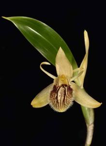 Coelogyne fimbriata