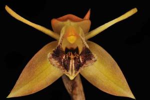 Coelogyne fimbriata
