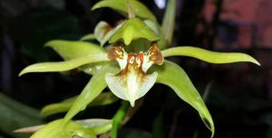 Coelogyne fuscescens