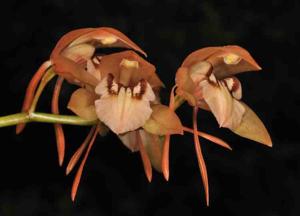 Coelogyne fuscescens