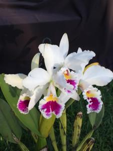 Cattleya labiata