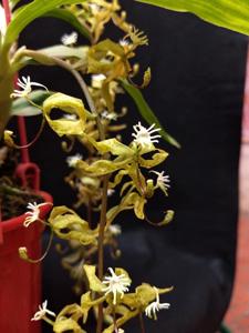 Cycnoches peruvianum