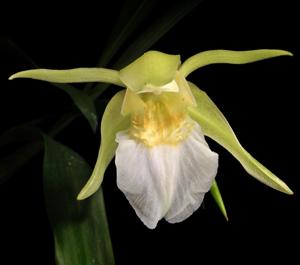 Coelogyne lawrenceana