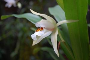 Coelogyne lawrenceana