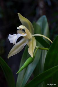 Coelogyne lawrenceana