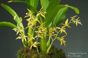 Coelogyne lentiginosa