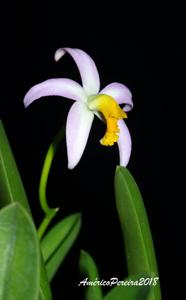 Cattleya longipes