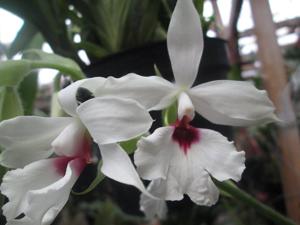 Calanthe vestita