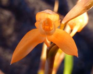 Coelogyne miniata