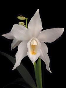 Coelogyne mooreana