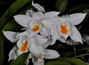 Coelogyne mooreana