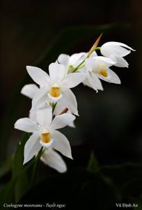 Coelogyne mooreana