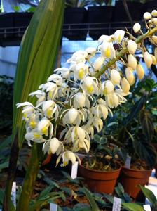 Coelogyne multiflora