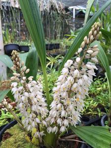Coelogyne multiflora