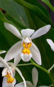 Coelogyne nitida