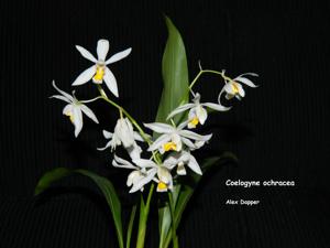 Coelogyne nitida