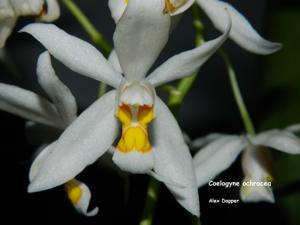 Coelogyne nitida